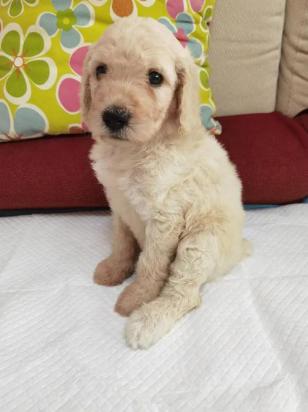 4个月的贵宾犬好养活吗-图1