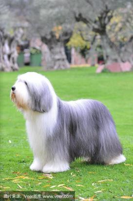 4个月的古代牧羊犬好养活吗-图1