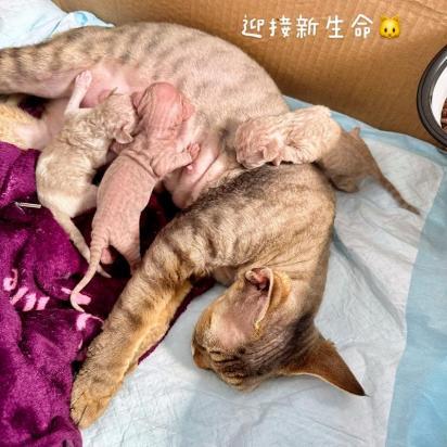 猫咪生孩子怎么接生-图1