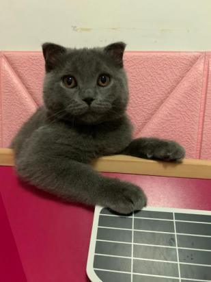 4个月的俄罗斯蓝猫好养活吗-图1