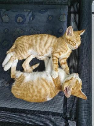 猫咪怕不怕热-图1