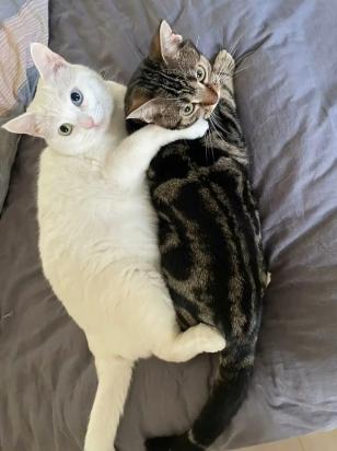 猫咪死后多久会投胎来找主人-图1