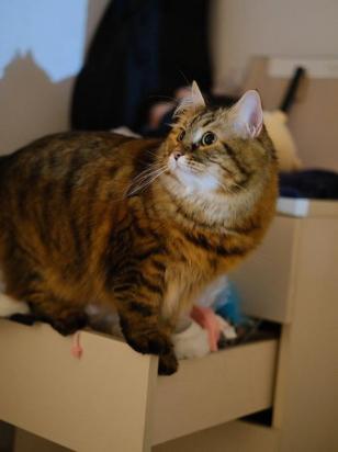 如何训练西伯利亚猫爬山-图1