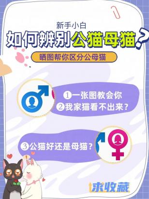 猫咪是男是女怎么分辨-图1