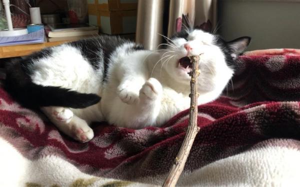 猫咪是不是越打越不听话-图1