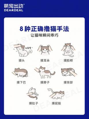 怎么训练安哥拉猫-图1
