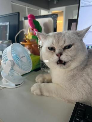 猫咪是不是不喜欢吹风扇-图1