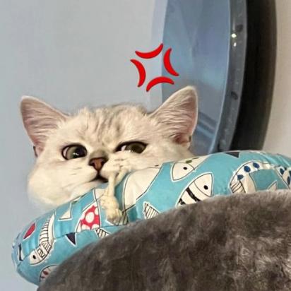 猫咪生气后还会原谅主人吗-图1