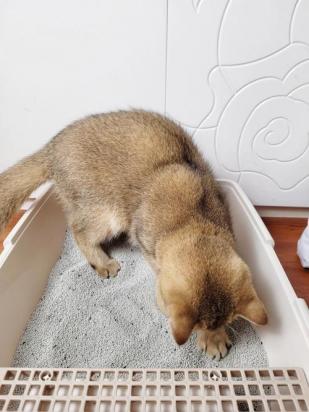 猫咪上完猫砂爬床不脏吗-图1