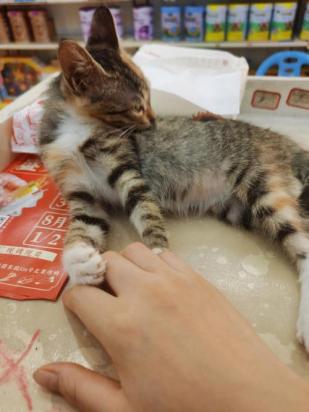 猫咪手时不时抽搐一下-图1