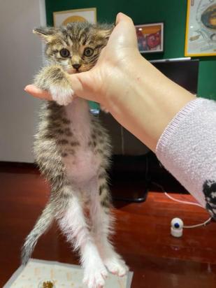 猫咪食欲好肚子特别大-图1