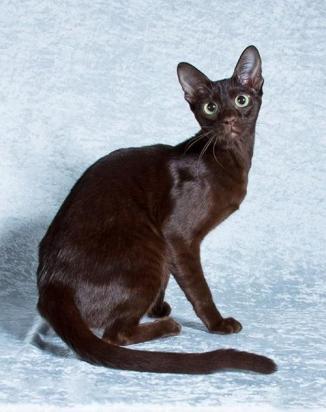 怎么训练哈瓦那棕猫装死-图1