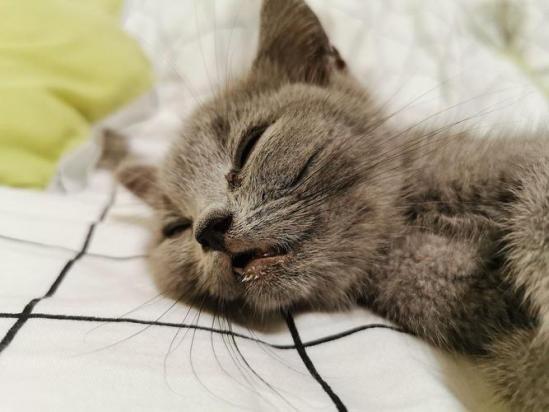 猫咪生完一直张嘴喘气-图1