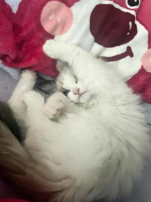 猫咪生产粘人怎么办-图1