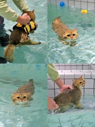 阿比西尼亚猫会游泳吗-图1