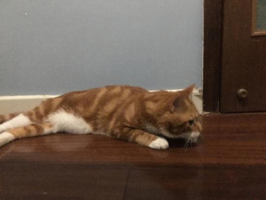 如何训练波米拉猫抓老鼠-图1