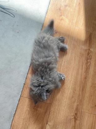 卡尔特猫怎么装死-图1