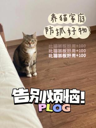 沙特尔猫乱抓家具怎么办-图1