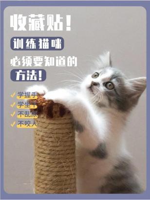 怎么训练哈瓦那棕猫不咬人-图1