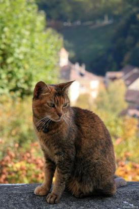 如何训练哈瓦那棕猫不乱抓家具-图1