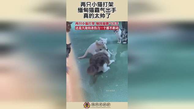 欧洲缅甸猫打架怎么办