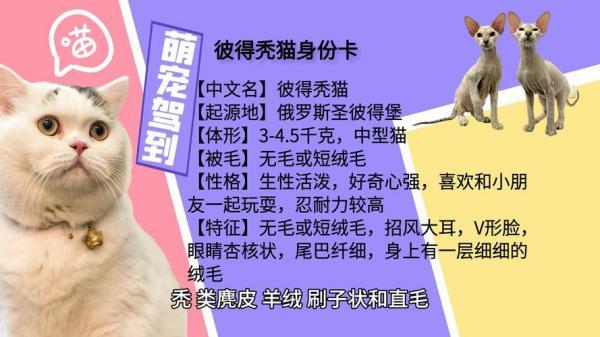 怎么调教彼得秃猫不爬床