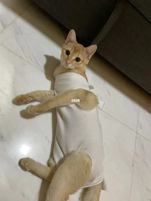 怎么教新加坡猫大小便-图1
