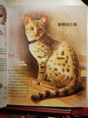 加州闪亮猫不听话怎么办-图1