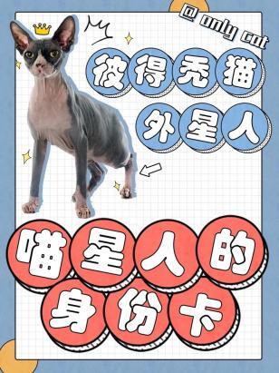 如何训练彼得秃猫不记仇