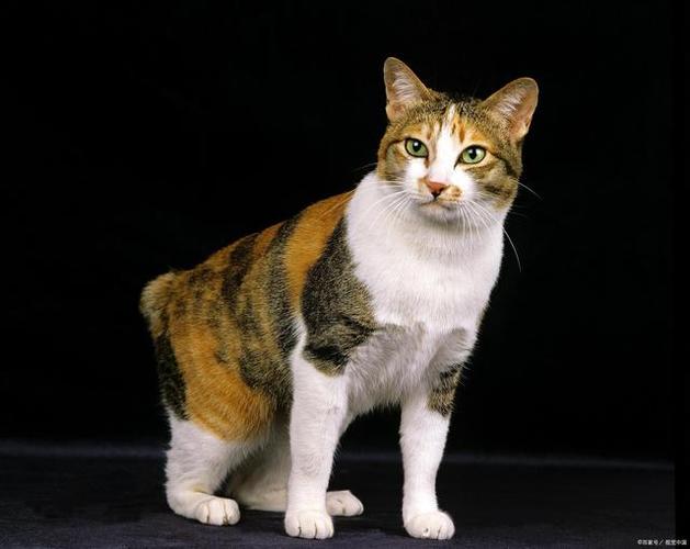日本短尾猫会打滚吗-图1