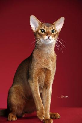 阿比西尼亚猫上厕所怎么训练-图1