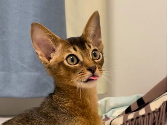 阿比西尼亚猫犯错怎么教育-图1