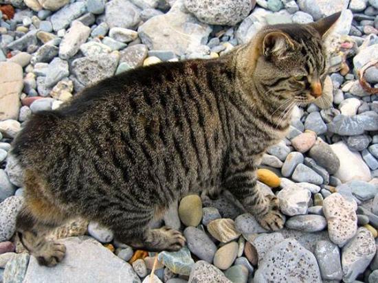 如何刺激马恩岛猫-图1
