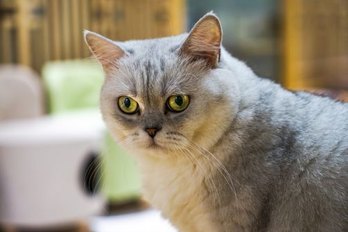 怎么和波米拉猫相处-图1