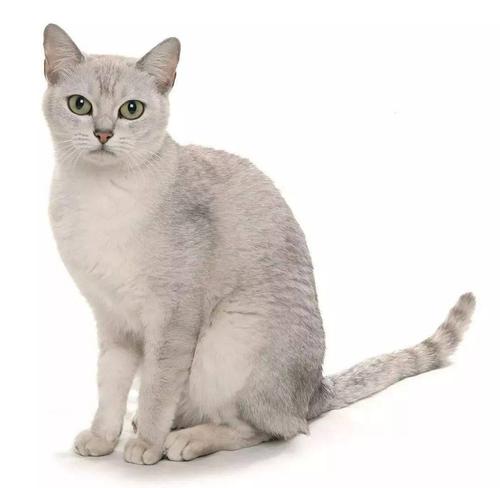 波米拉猫不会游泳怎么办-图1