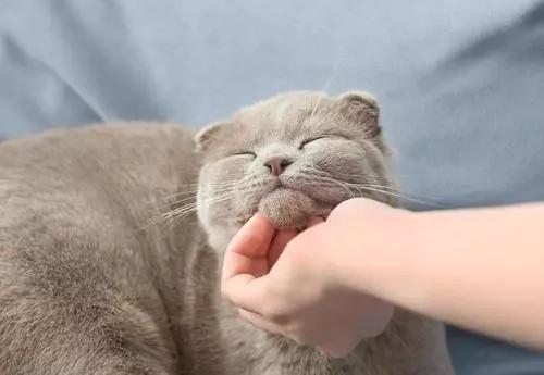 如何让猫咪不叫-图1