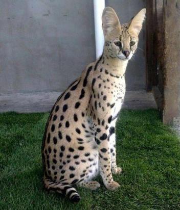 热带草原猫不睡猫窝怎么办-图1