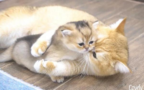 怎么教小猫上厕所-图1