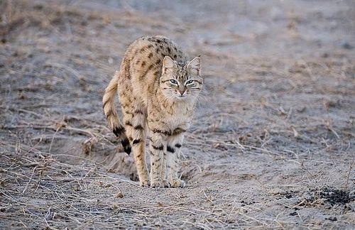 怎么训练热带草原猫用猫砂-图1