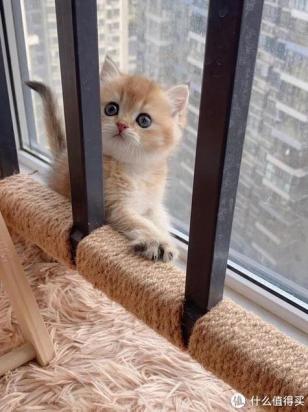 猫咪咬手指怎么处理-图1