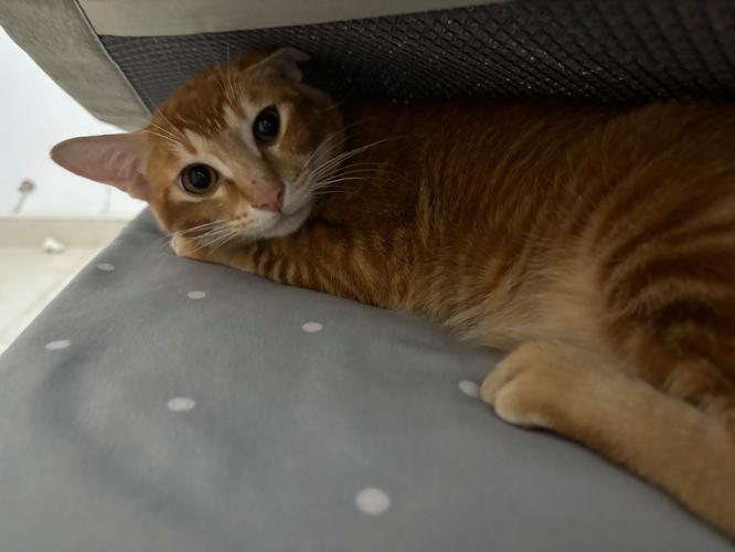 小猫怎么教它猫砂拉屎-图1