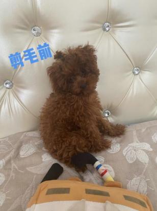 泰迪犬怎么修毛视频教程-图1