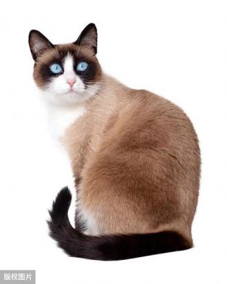 如何训练雪鞋猫用马桶-图1