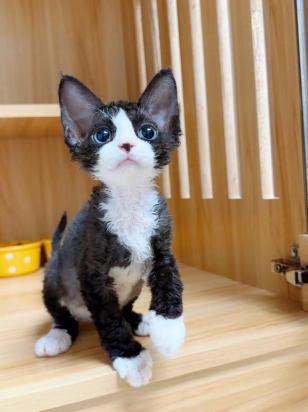 如何训练德文卷毛猫站起来-图1