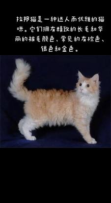 拉邦猫怎么训练-图1