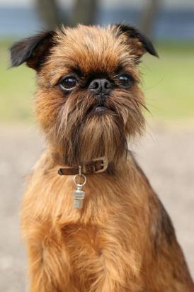 怎么训练布鲁塞尔格里芬犬听话