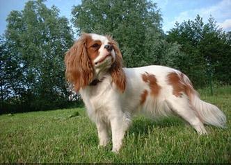 英国玩具猎鹬犬训练要注意什么-图1