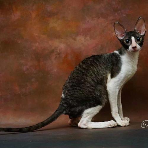 柯尼斯卷毛猫怎么学游泳-图1
