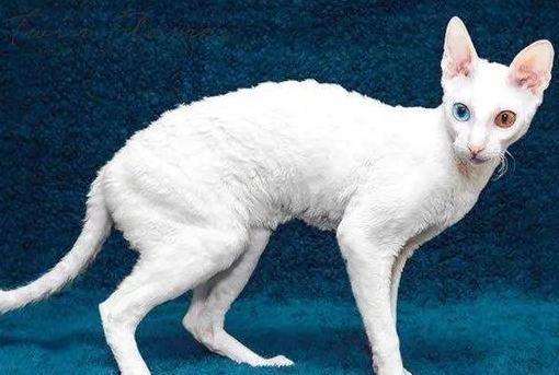 柯尼斯卷毛猫怕水怎么办-图1