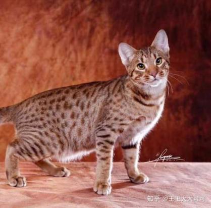 如何训练奥西猫不咬人-图1